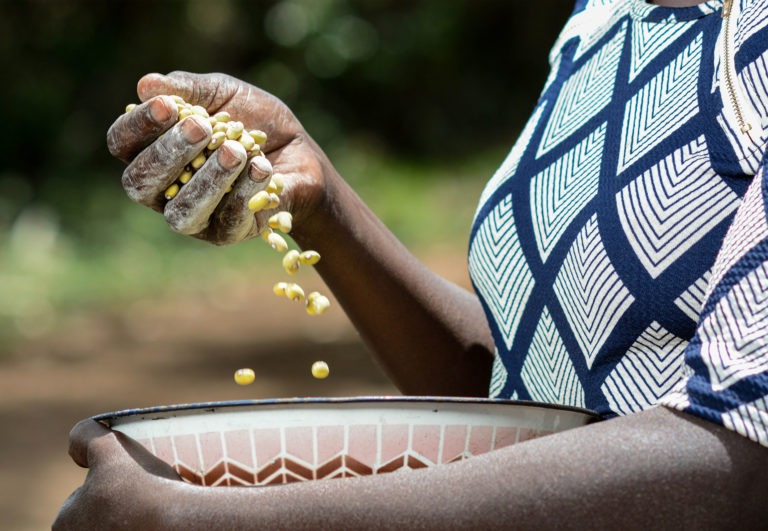 The Impact of Fertilizers on the Environment vs. Organic