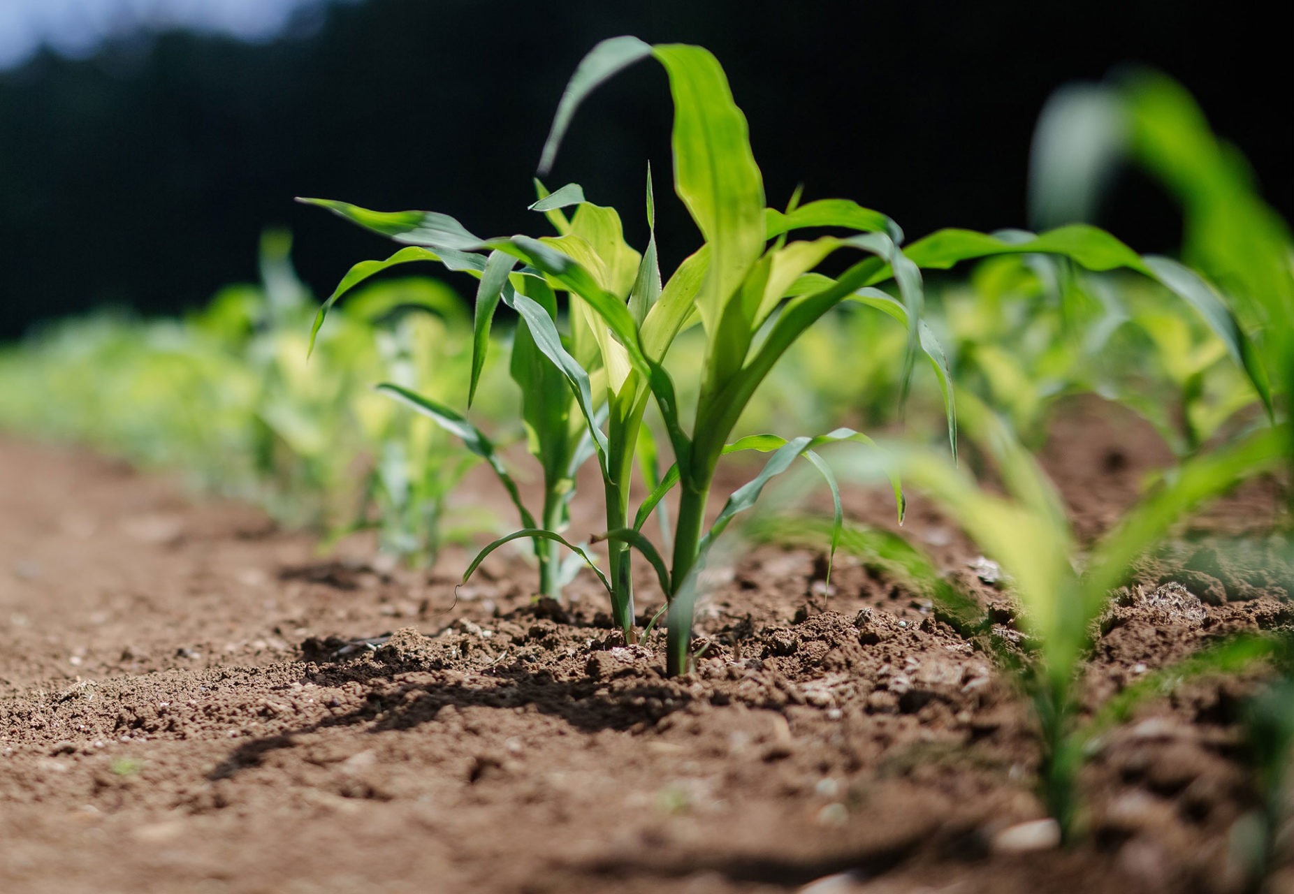 The Impact of Fertilizers on the Environment vs. Organic