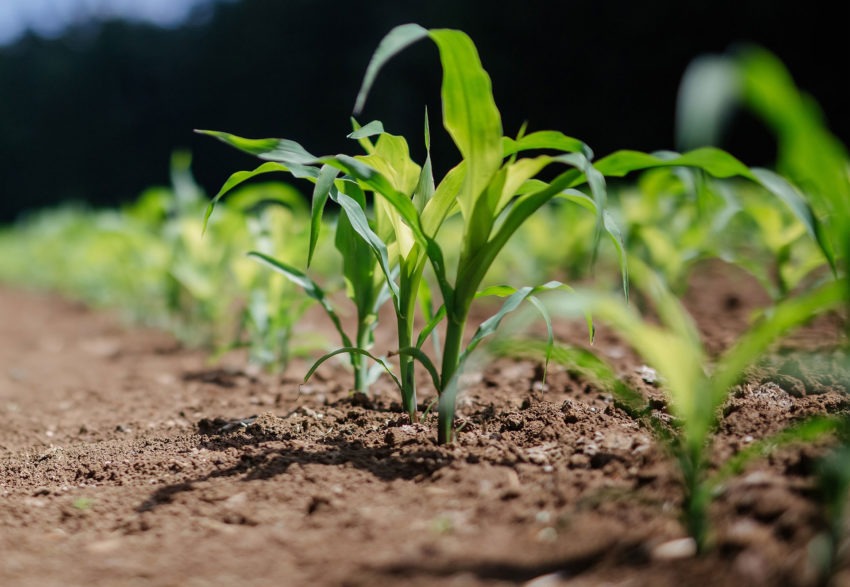 The Impact of Fertilizers on the Environment vs. Organic