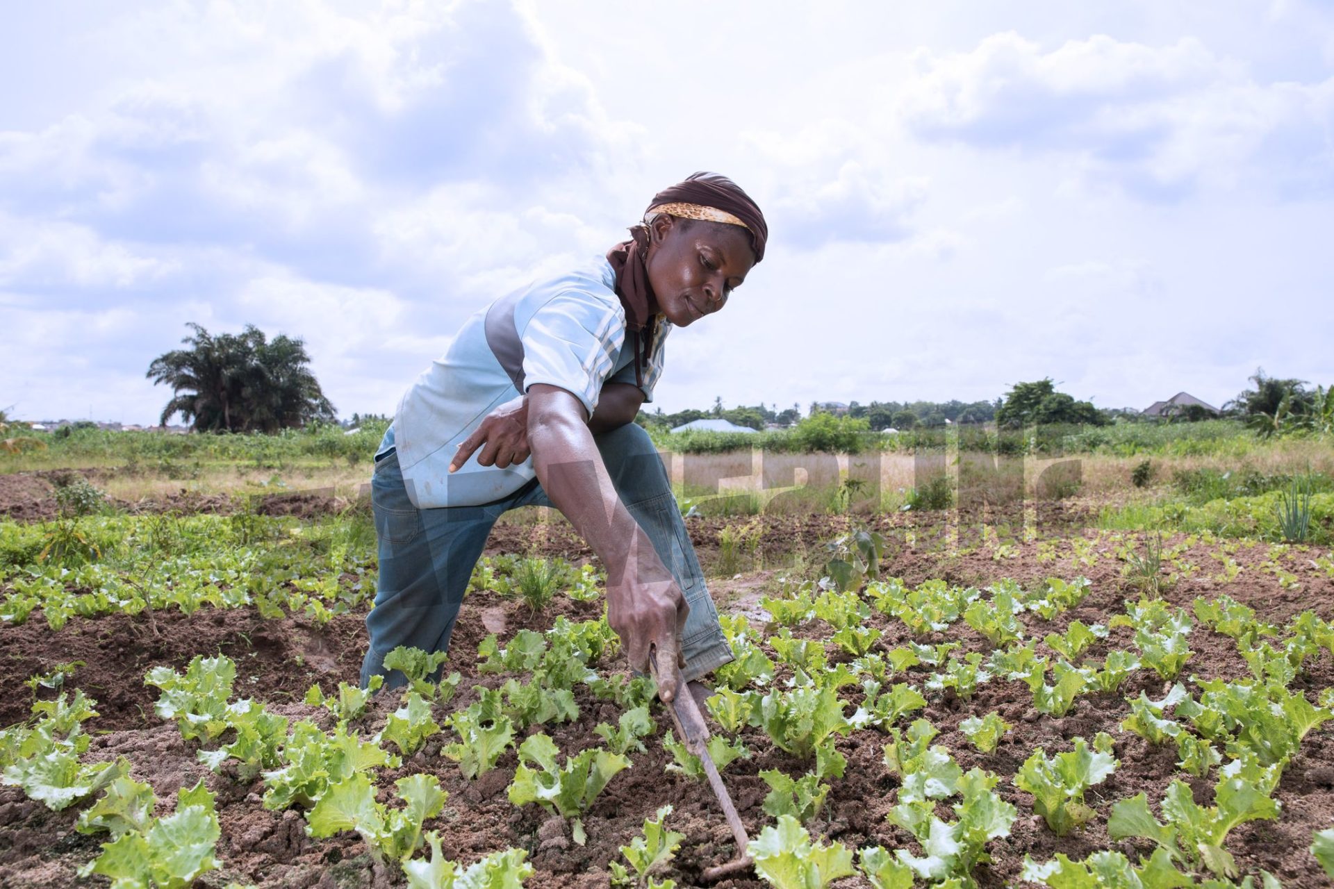 Fertilizer prices have soared to more than 200% causing farmers to reduce the size of their farms due to their inability to purchase fertilizers at their current prices. Farmerline through the Support a Farmer initiative is helping farmers to navigate this problem during this planting season.